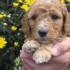 Miniature Goldendoodle Boy