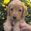 Miniature Goldendoodle Boy