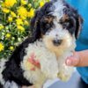 Miniature Bernedoodle Boy
