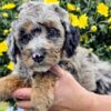 Miniature Bernedoodle Boy