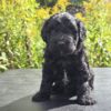 Miniature Portidoodle