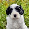 Miniature Portidoodle