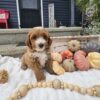 Fb1 Goldendoodle