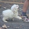 Female toy poodle