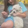 Male toy poodle