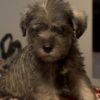 4 Miniature Schnauzer Puppies