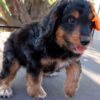 Maisie – Miniature Aussiedoodle