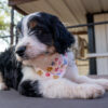 Murphy – Miniature Aussiedoodle