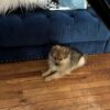 Pomeranian puppy