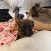 CATAHOULA/ COONHOUND 8 WEEKS