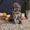 Bernedoodle – Wally