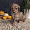 Bernedoodle – Alfred