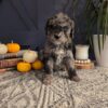Bernedoodle – Linus