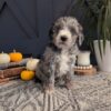 Bernedoodle – Pearl