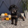 Bernedoodle – Ada