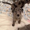 MERLE CATAHOULA/COONHOUND 8 WEEKS