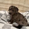 MERLE CATAHOULA/ COONHOUND 8 WEEKS