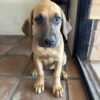 10week old Cane Corso / Doberman Pincher mix