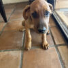 10week old Cane Corso / Doberman Pincher mix