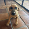 10week old Cane Corso / Doberman Pincher mix