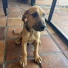 10week old Cane Corso / Doberman Pincher mix