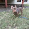 French bulldog