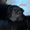 Ethel-Female Chinese Shar Pei