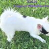Chihuahua Longcoat Girl 2