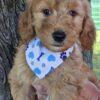 Miniature Goldendoodle Boy