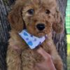Miniature Goldendoodle Boy