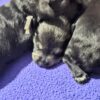 A’Lord Miniature Schnauzer