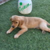 American Golden field retriever