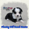 Baxter ~ Toy Black Tri Aussie Male
