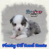 Booker ~ Toy Blue Merle Aussie Male