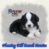 Boyer ~ Toy Black Tri Aussie Male