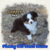 Copper ~ Toy Red Tri Aussie Male