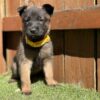Belgian malinois Dutch Shepard