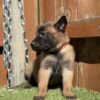 Belgian malinois Dutch Shepard