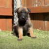 Belgian malinois Dutch Shepard