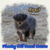 Krait ~ Toy Blue Merle Aussie Female