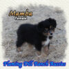 Mamba ~ Toy Black Tri Aussie Female