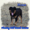 Moses ~ Mini Black Tri Aussie Male
