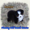 Rattler ~ Toy Black Tri Aussie Male