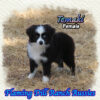 Temaki ~ Toy Black Tri Aussie Female